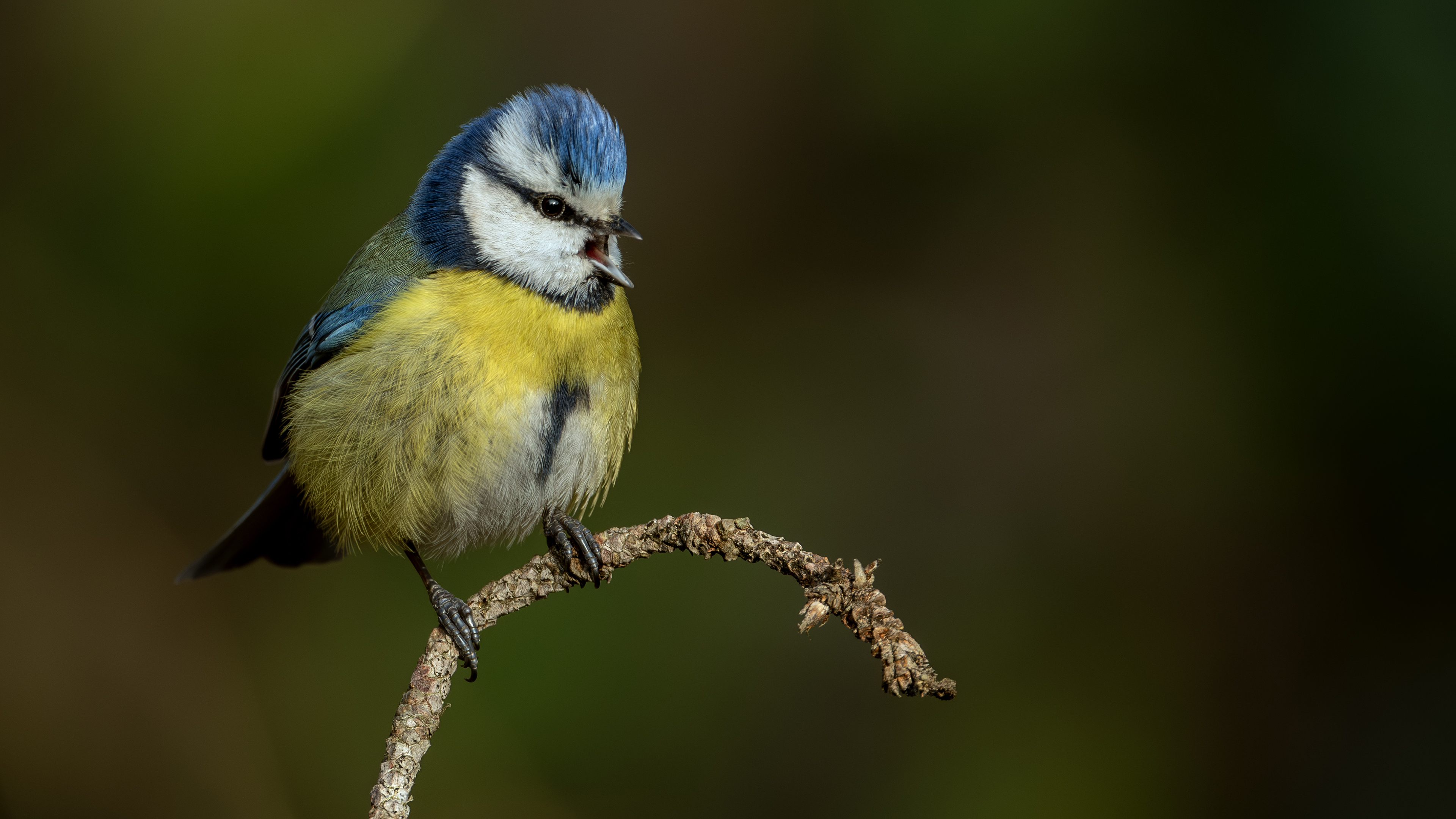 Eurasian Blue Tit